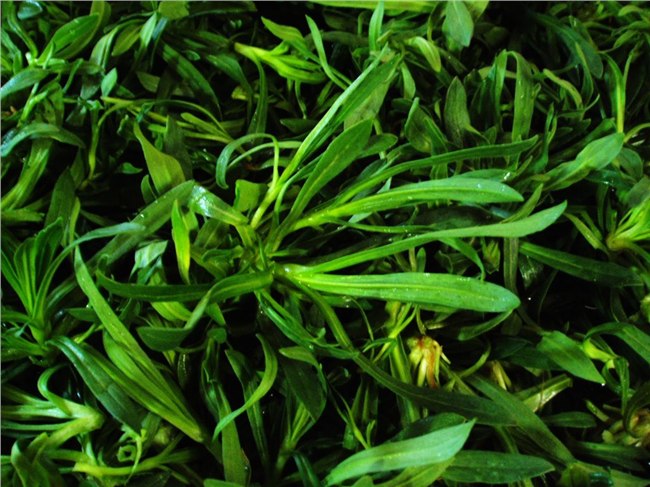 供应面条菜种子